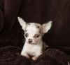 Beautiful Chihuahua Pup