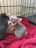Smoothcoat Chihuahua Puppies