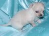 AKC register chihuahua puppies for sale both male and female