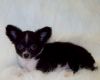 chihuahua puppies ready now for sale and have papers