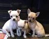Beautiful Chihuahua Puppies for Rehoming