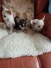 Stunning Smooth Coat Teacup Chihuahua Puppies