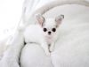 Cutest Micro tiny toy teacup Chihuahua Puppies- (xxx) xxx-xxx6
