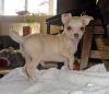 Gorgeous female and male Chihuahua pups ready for stud