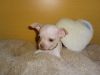 Ready Kc Smooth Chihuahua Puppies ready for sale