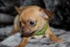 Chihuahua Puppies pure breed