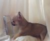 Kc Reg Gorgeous Chihuahua Puppies