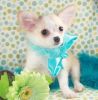 Home raised Chihuahua puppy (xxx) xxx-xxx4
