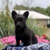 Chihuahua Mix Puppies For Sale
