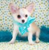 3 chihuahua puppies need new home