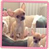 Chihuahua Smooth Coat Red Girl, Kc Reg.-reserved