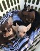 Astonished Chihuahua Pups for sale