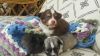 Long Coat Chihuahua Girl Puppies