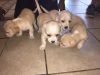 Tiny Teacup Chihuahua Puppies for Sale