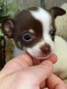 Chihuahua.. Little Dennis Ready Now