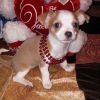 (Sasha)Chihuahua Puppies for Sale