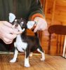 Two Chihuahua Puppies For Re-homing (xxx) xxx-xxx0