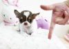 Very Tiny Teacup Longhaired Chihuahua Pups For Sale CKC Papered (616)