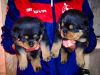 12 weeks old Rottweiler Puppies for Adoption (xxx) xxx-xxx0