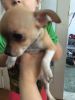 awesome and charming chihuahua puppies
