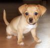 Chihuahua puppies for sale (xxx)-xxx-xxxx