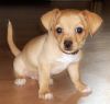 Tiny Chihuahua Puppies (xxx)-xxx-xxxx