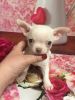 Extra Extra charming male and female chihuahua puppies for good homes