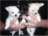 Chihuahua Puppies TEXT , xxxxxxxxxx
