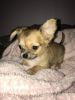 Kc Registered Chihuahua Puppies For Sale
