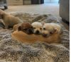 6 Chihuahua Puppies. 2 Girls 4 Boys