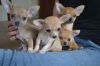 Smooth Coat Chihuahua Puppies