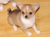 CHARMING Chihuahua Puppies for New Home.