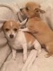 2 Beautiful Chihuahua For Sale