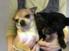 Excellent Apple Head Chihuahua Puppies (xxx) xxx-xxx2