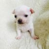 Gorgeous litter of Mini Chihuahua puppies available