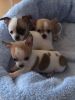 Adorable and Courageous Chihuahua Puppies Ready Now
