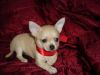 Cute Chihuahua Puppies for sale.