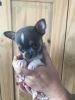 Stunning Male Chihuahua For Sale