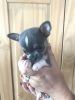 loving chihuahua puppies for aduption