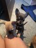 Adorable Chihuahua Puppies Fully Vaccinated