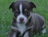 Purebred Chihuahua puppies available now