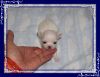 White chihuahua puppy apple line going to be small.