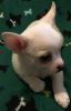 Cream Male Chihuahua Puppy