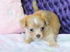 Adorable Chihuahua Babies, Long and Short Coat, Gorgeous Colors!