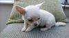 White Chihuahua Puppy Ready Now