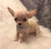 Family Chihuahua Puppies Ready