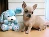 Lovely and adorable chihuahua puppies(xxx) xxx-xxx9