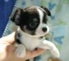 Lovely Chihuahua Puppies for Sale