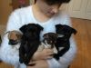 Pure Breed Chihuahua Puppies