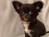 Beautiful AKC registered chihuahua puppies